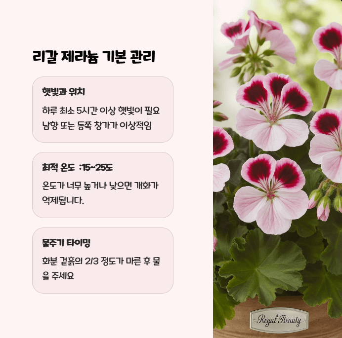 리갈제라늄 키우기