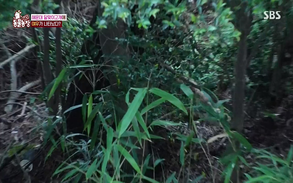 TV 동물농장.E1079.220725p-NEXT.mp4_20220724_151953.620.jpg