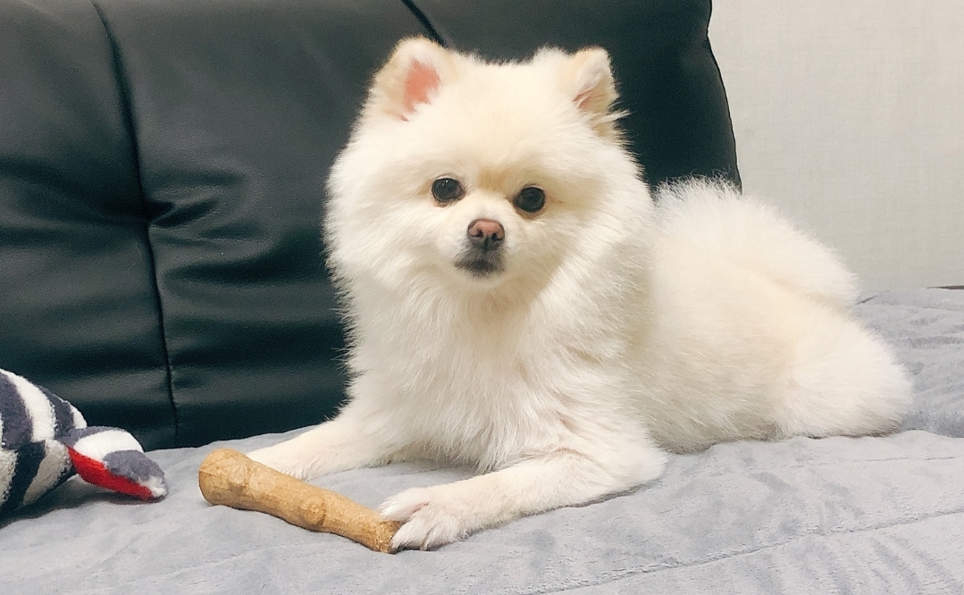  반려견 중성화 수술 장점과 단점