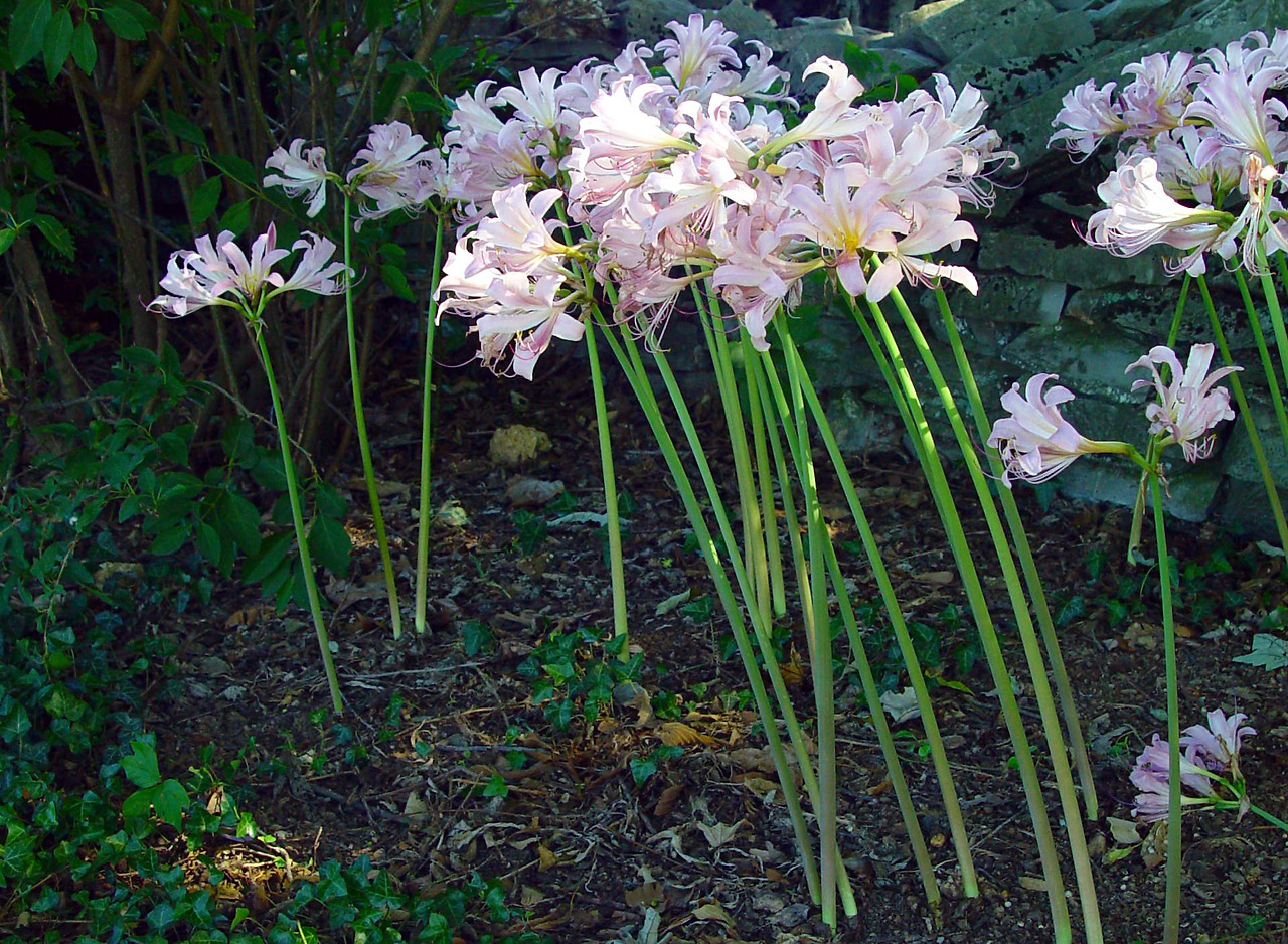 상사화 Lycoris squamigera Maxim. 1855 