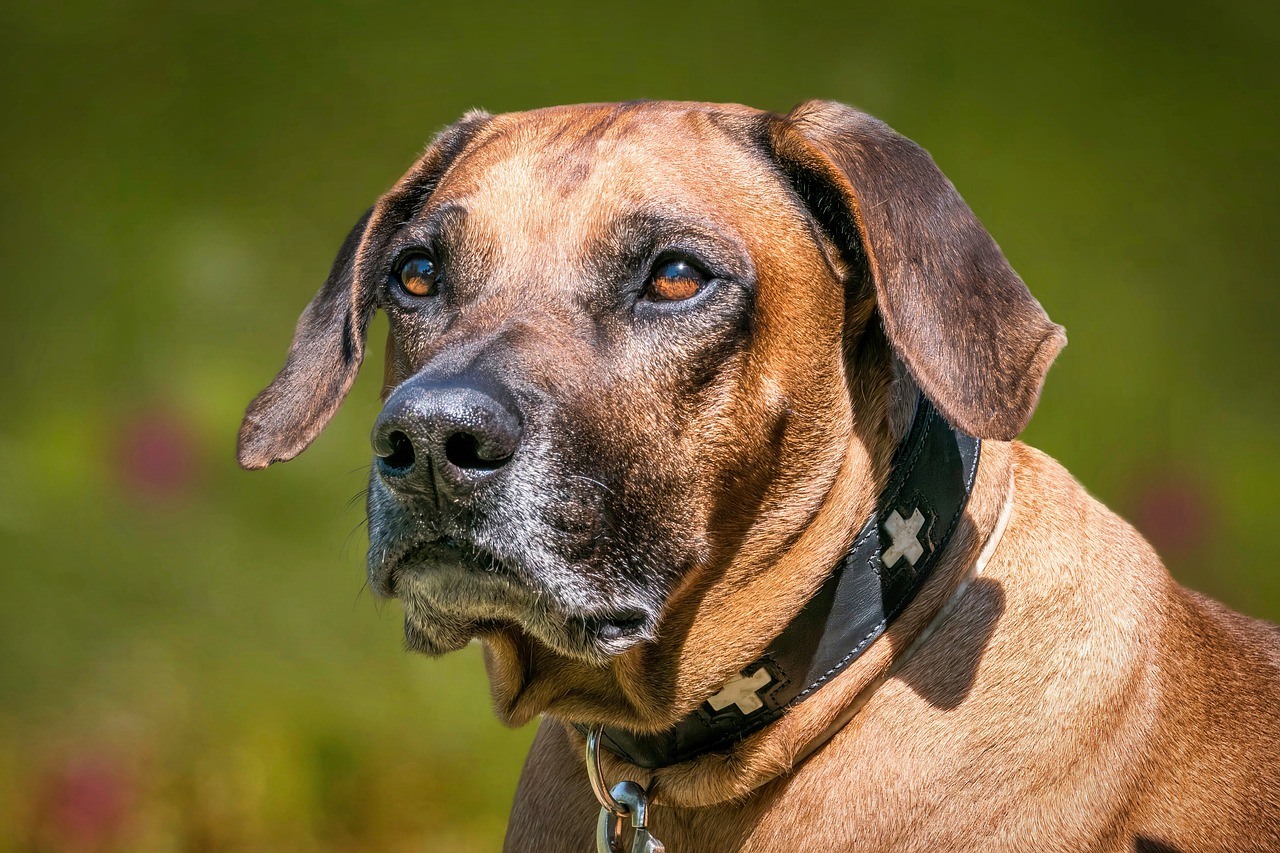 로디지안 리지백(Rhodesian Ridgeback)