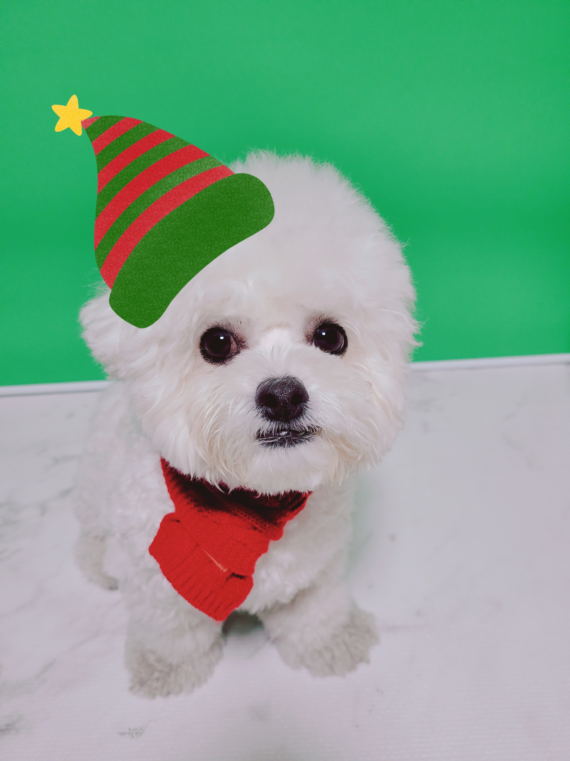  강아지  코로나 예방법과 겨울철 강아지 면역력에 좋은 음식
