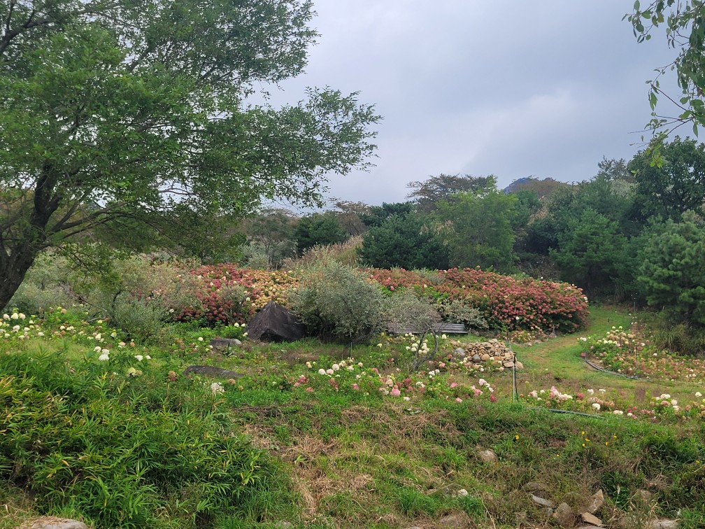 합천 황매산 억새 축제