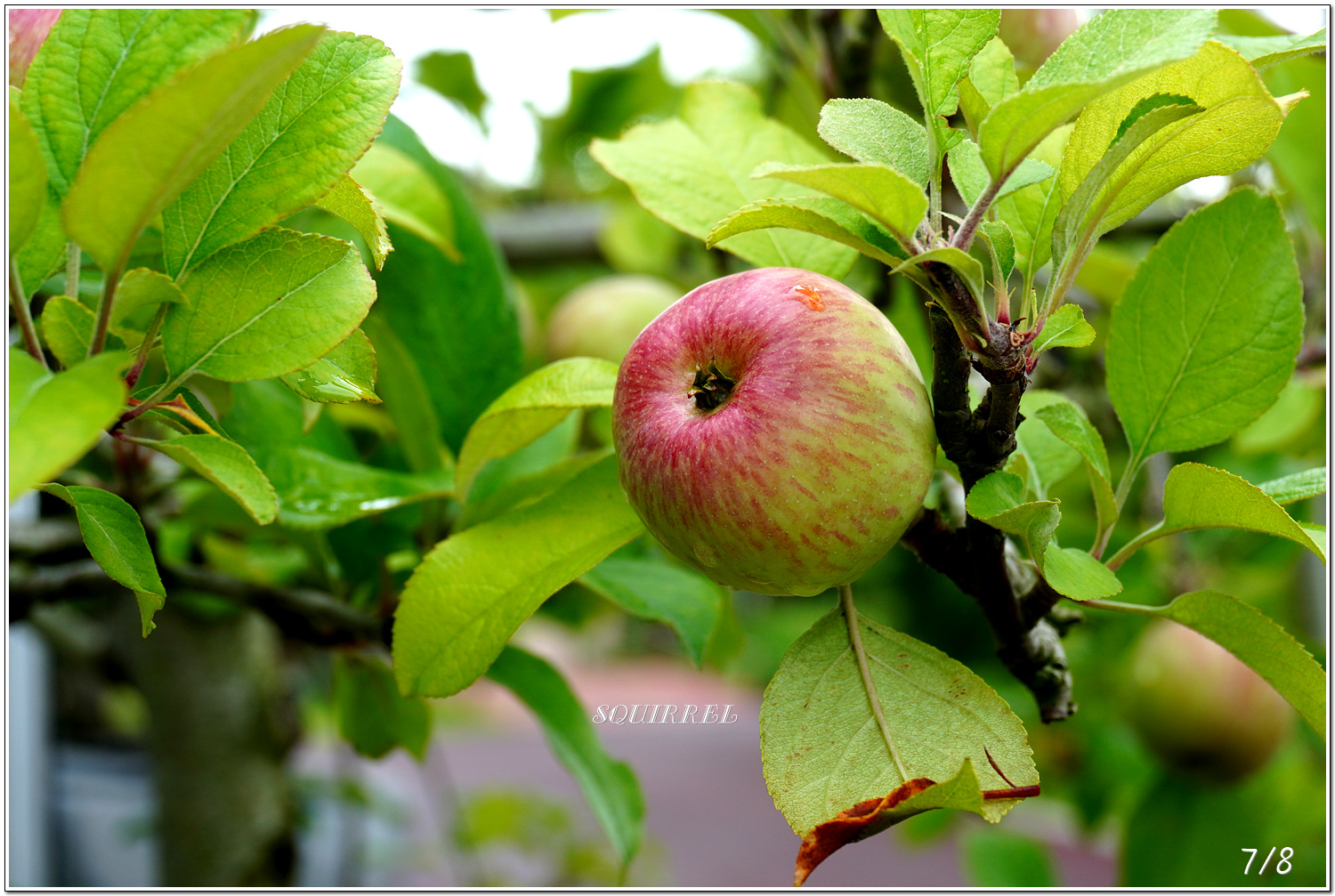 나무속 사과 사과 나무