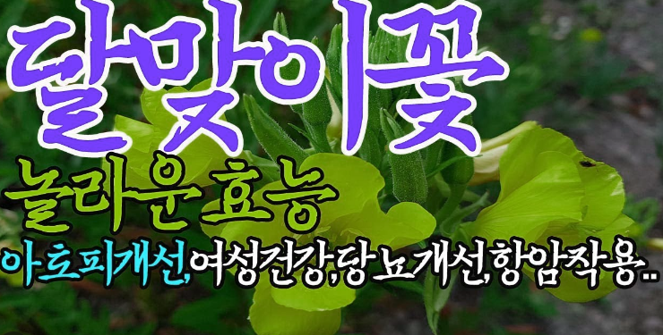  달맞이꽃 효능 3가지, 불안, 우울증, 불면증에 효과