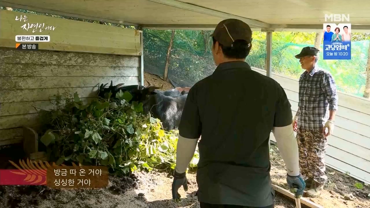 나는 자연인이다.E566.230810p.WANNA.mp4_20230810_202559.339.jpg