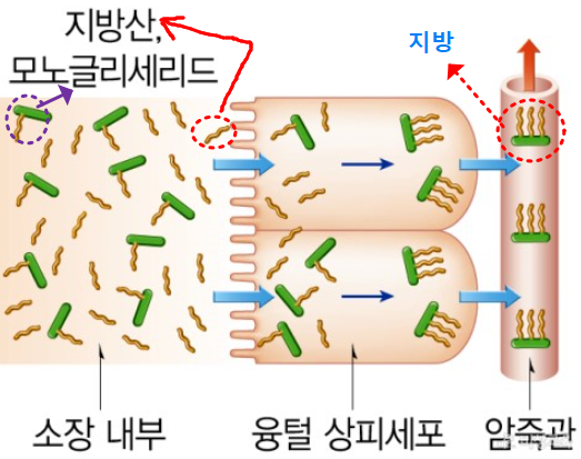 소장에서 지방흡수