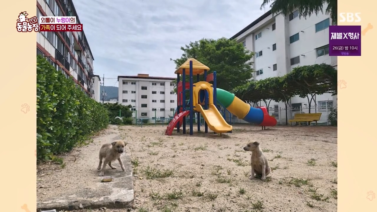 TV 동물농장.E1154.240115p-NEXT.mp4_20240114_184128.570.jpg