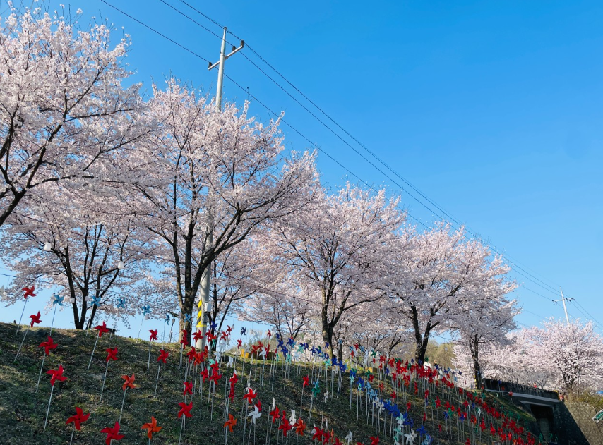 대청호 벚꽃축제6