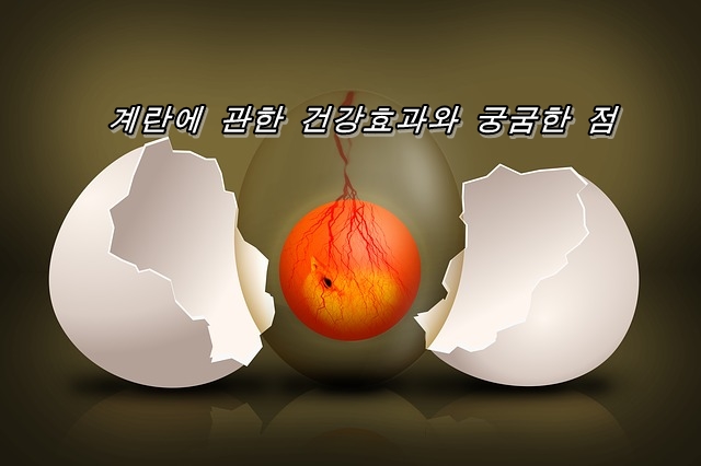  단백질만 아닌 계란에 관한 건강효과와 궁굼한 점