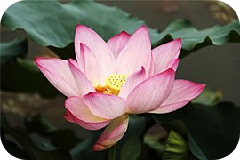 나옹선사의 참선시 1