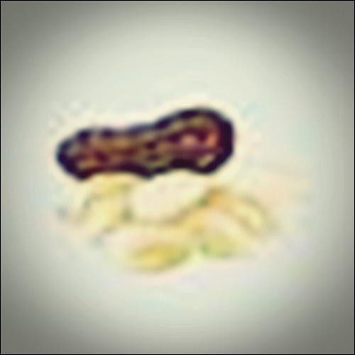 땅콩