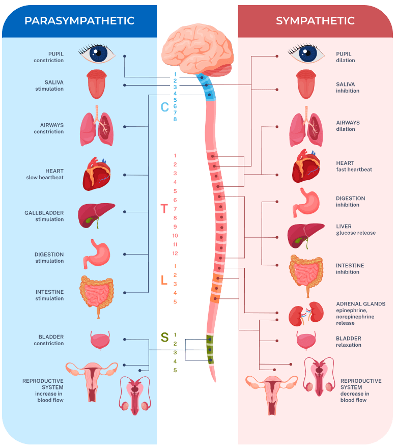 척추의 각 분절마다 우리 몸의 다양한 기관들과 연결되어 있음을 보여주는 그림