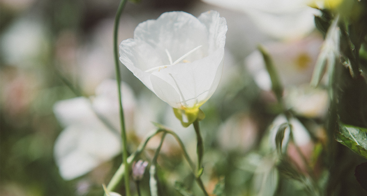 [0531] 마음이 깨끗한 사람은 복이 있다 - 복되어라, 세속성자들! (7)