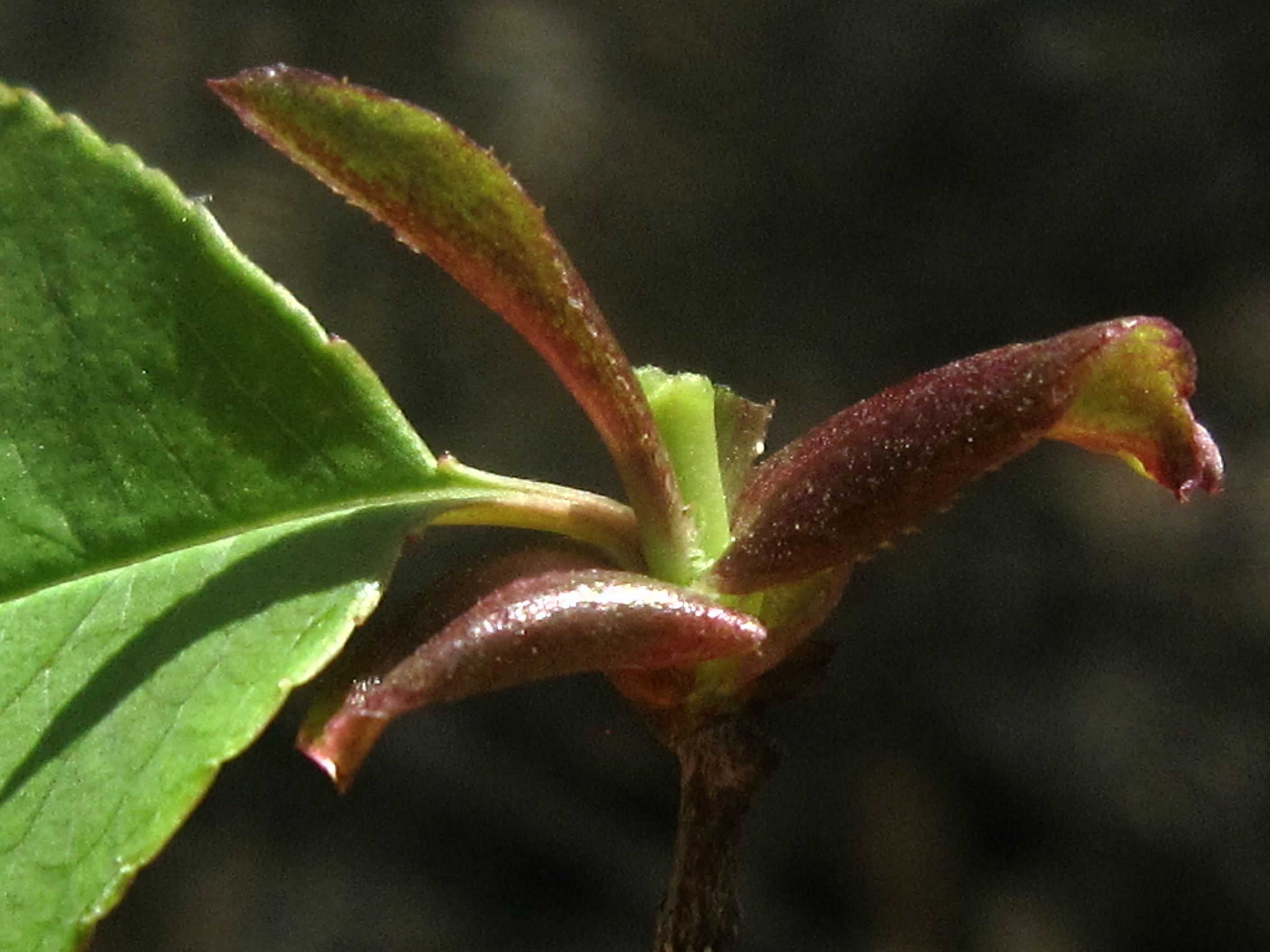 Serotina Prunus 잎과 껍질 6