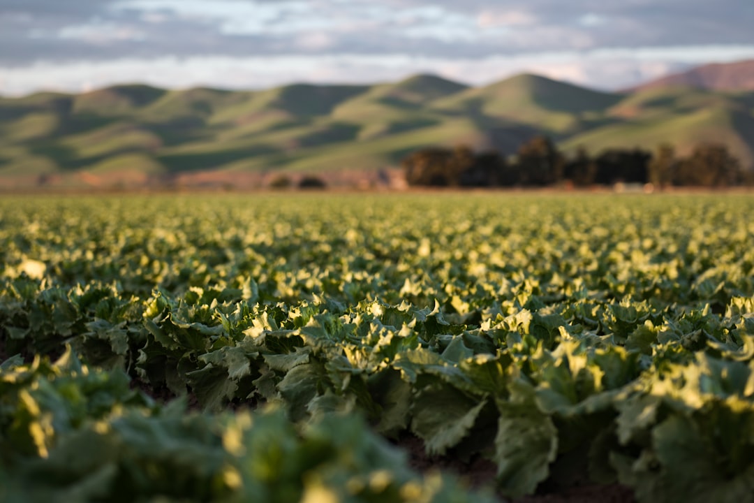 Tobacco