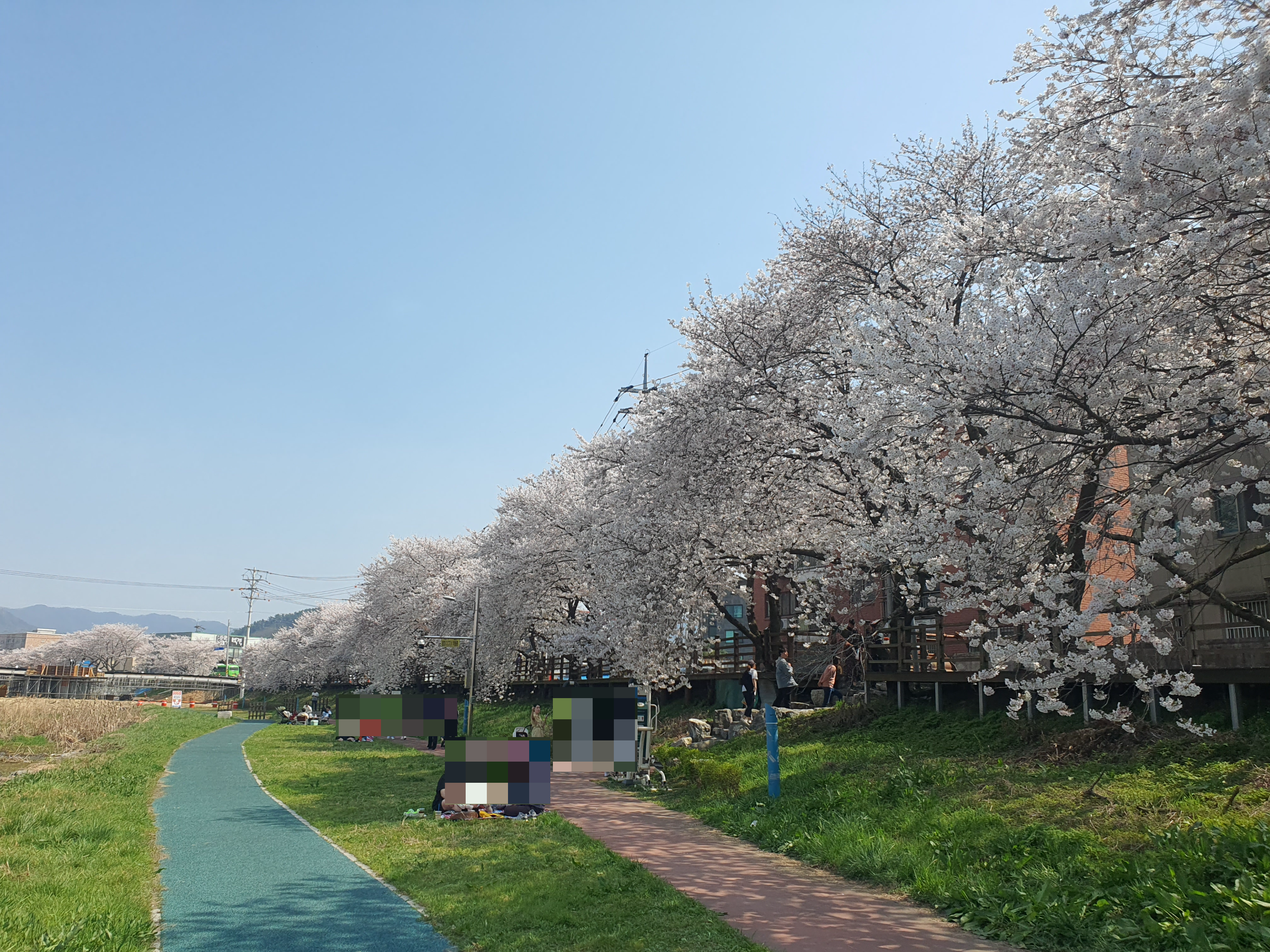 서산 벚꽃 명소 해미천, 산책 루트 사진 찍기 좋은 포인트