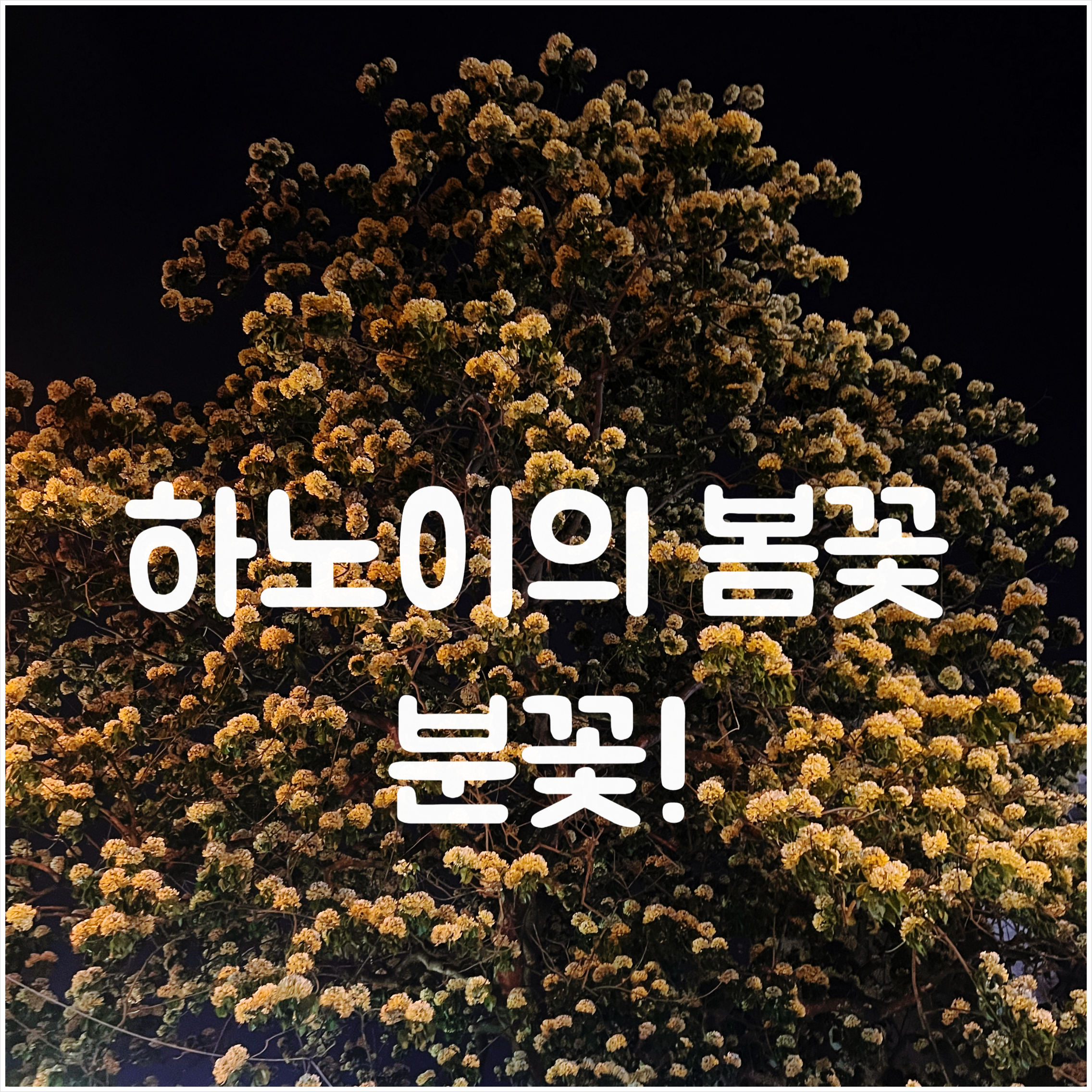 나무포토 이미지