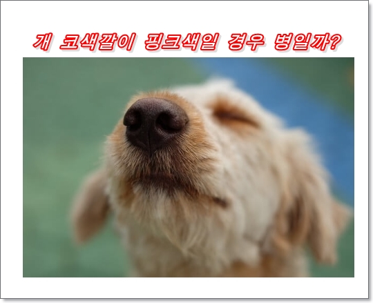  강아지 코 색이 분홍색으로 바뀌었는데  생각할 수 있는 원인은?