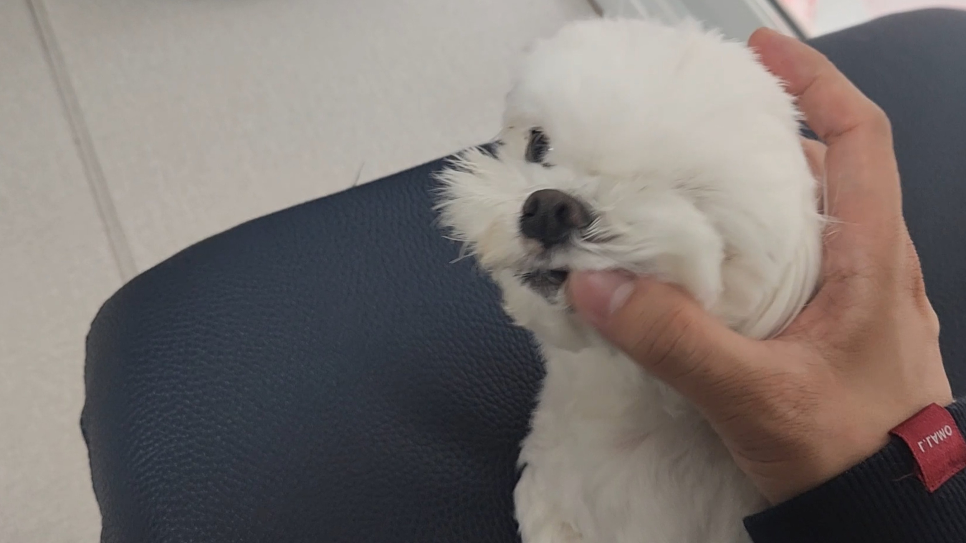  강아지가 어릴때 꼭 해야하는 교육