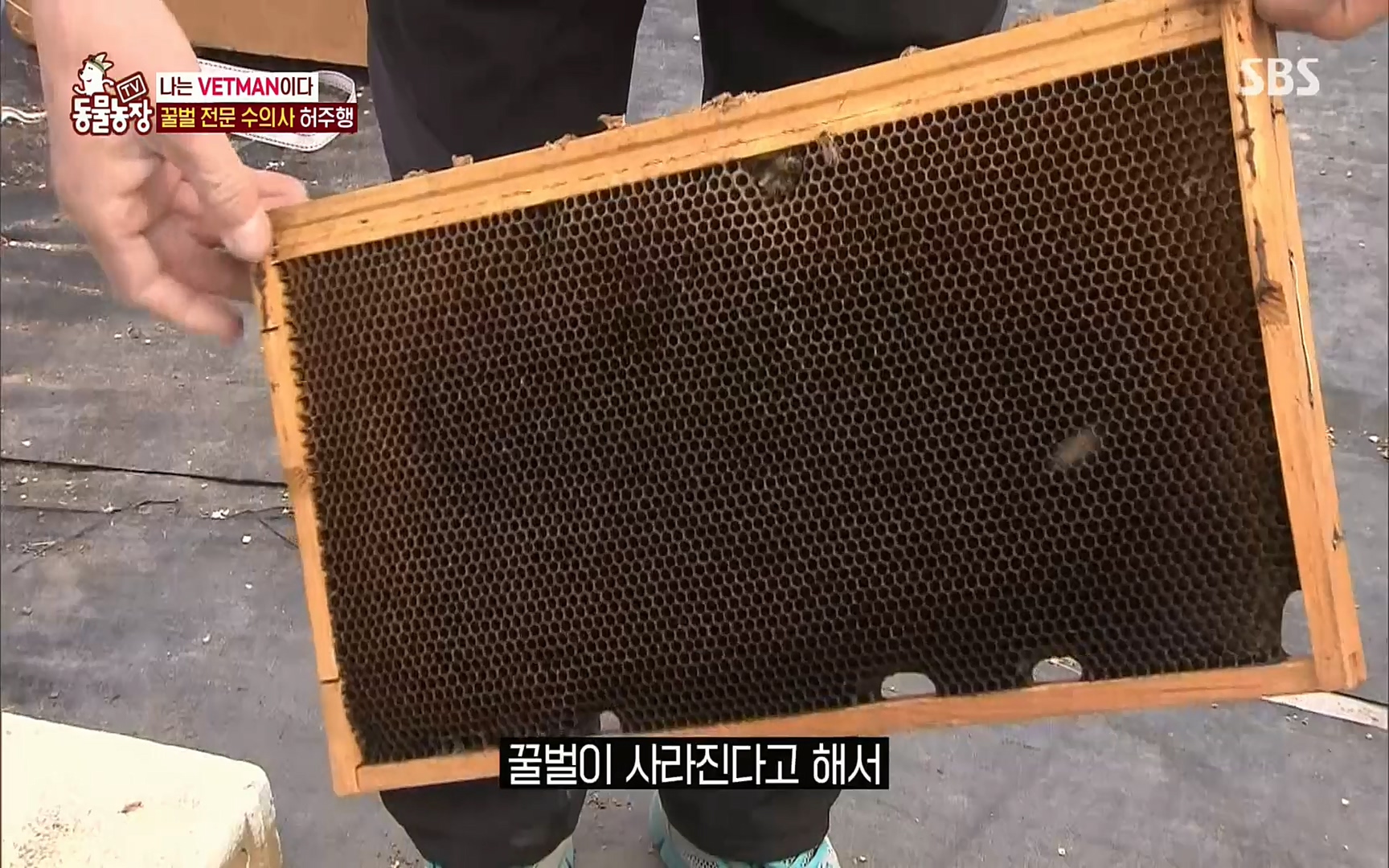 TV 동물농장.E1072.220605p.H264-F1RST.mp4_20220605_181252.915.jpg