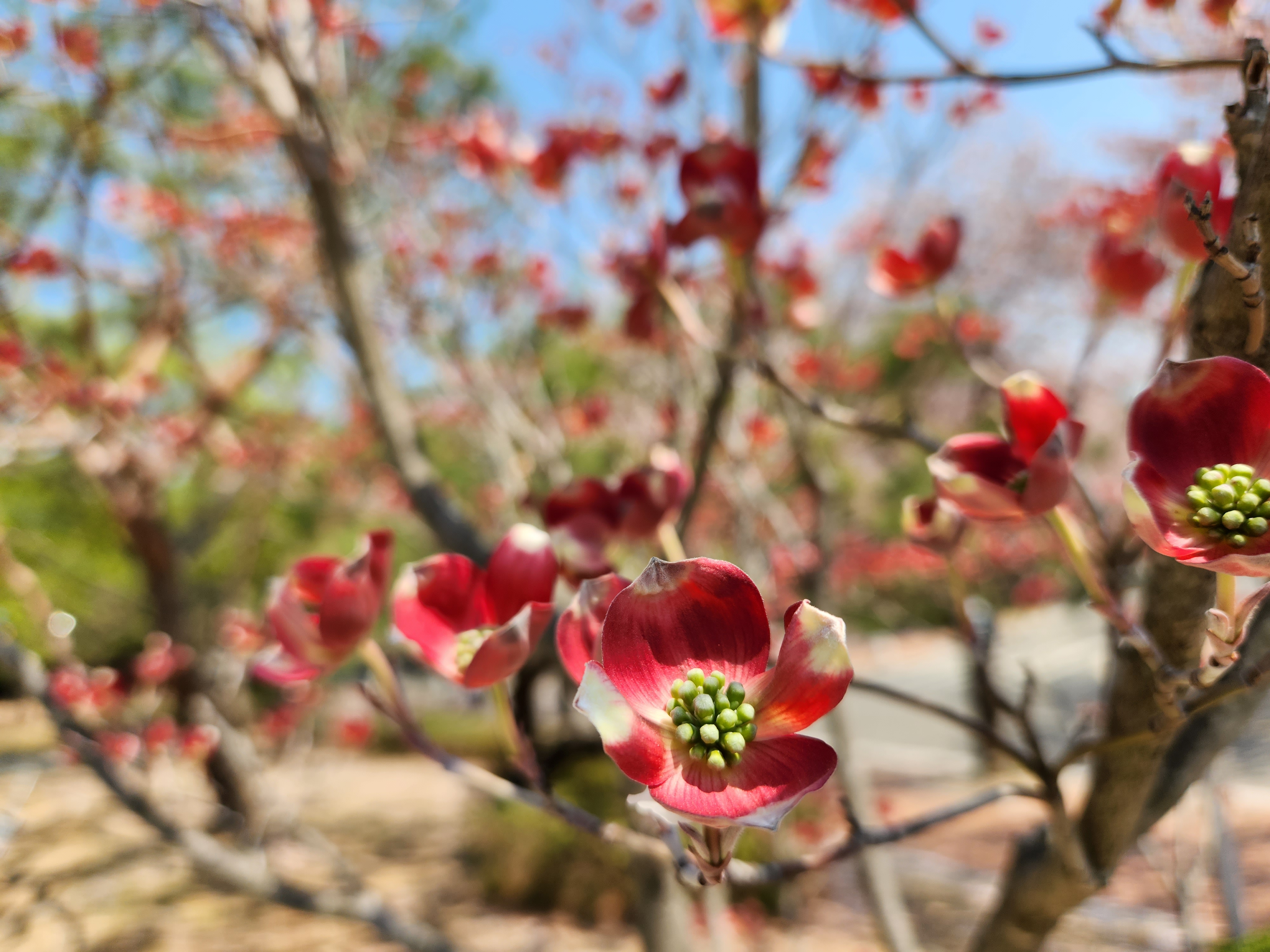꽃산딸나무