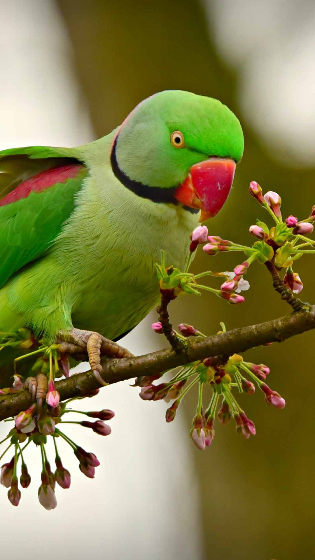 Parrot Animal Photo iPhone Wallpaper