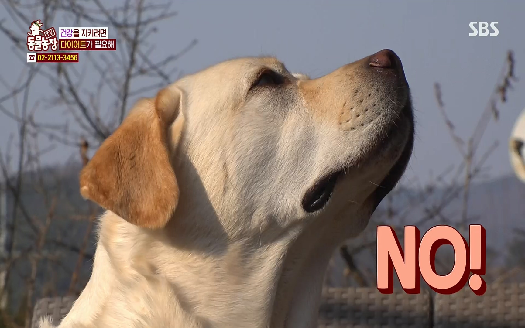 TV 동물농장.E1062.220327p.H264-F1RST.mp4_20220327_174419.060.jpg