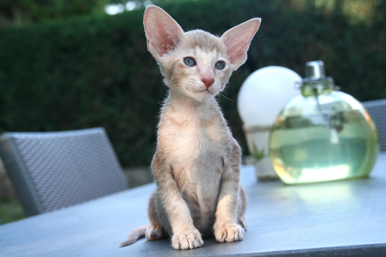 오리엔탈 숏헤어(Oriental Shorthair)3