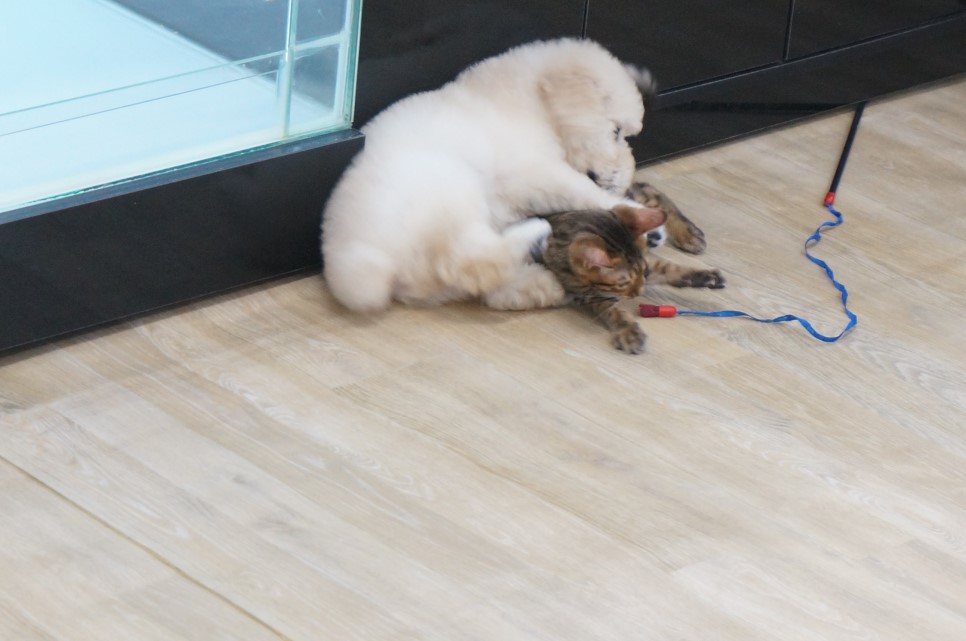 경산 애견분양 펫월드 + 귀여운 댕댕이