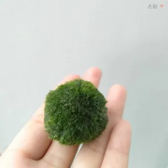 마리모 키우기 세트 밥 번식 먹이 죽음_10