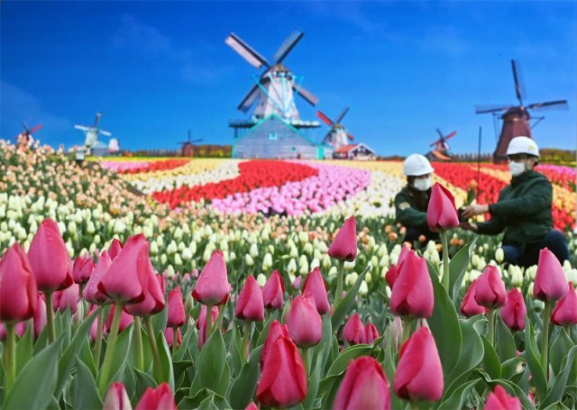 용인 에버랜드 튤립축제
