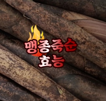맹종-죽순-효능