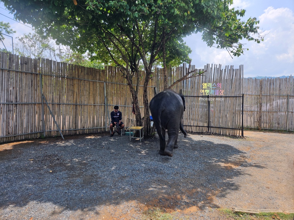 푸켓 가볼만한곳, 엘리펀트 정글 생츄어리 코끼리 샤워시키기 밥주기 후기