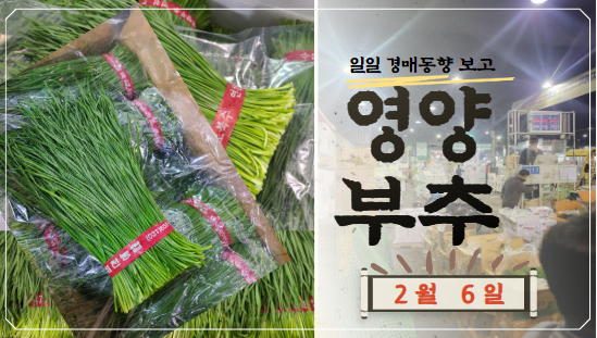  [경매사 일일보고] 2월 6일자 가락시장 영양부추 경매동향을 살펴보겠습니다!