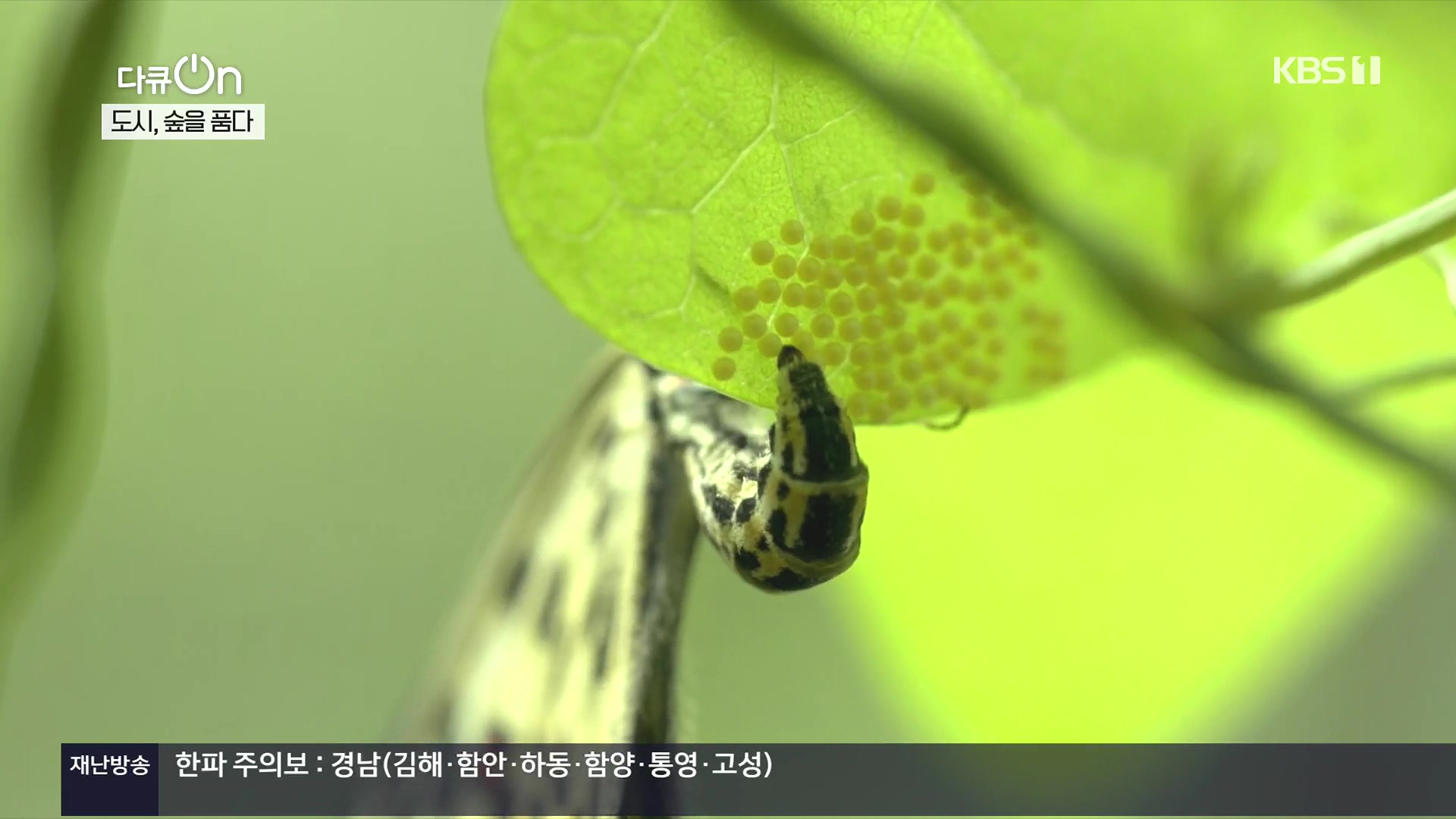 다큐 On.E232.231216p.H264-F1RST.mp4_20231220_204839.618.jpg