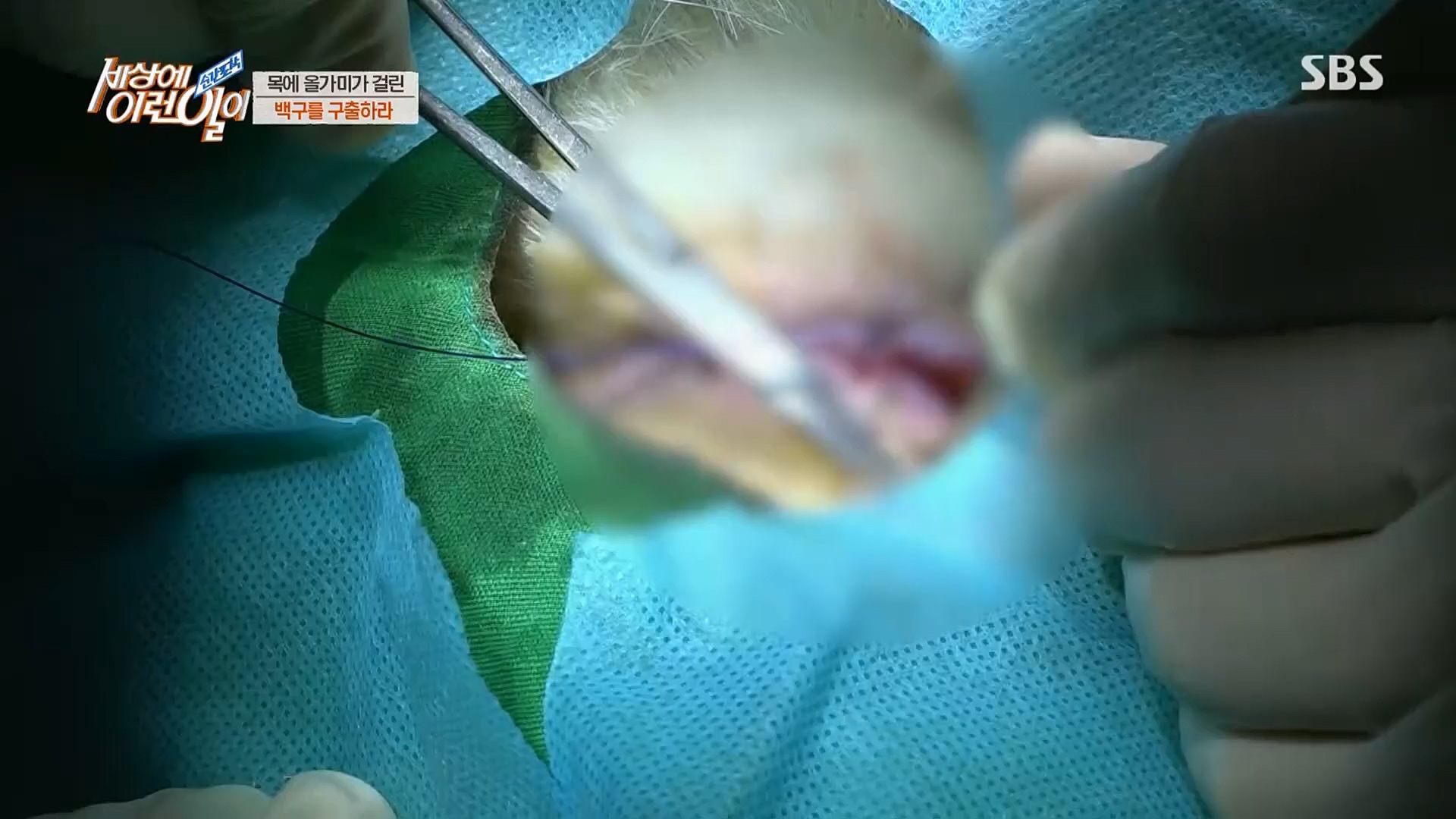 순간포착 세상에 이런일이.E1219.230228p.H264-F1RST.mp4_20230301_165038.600.jpg