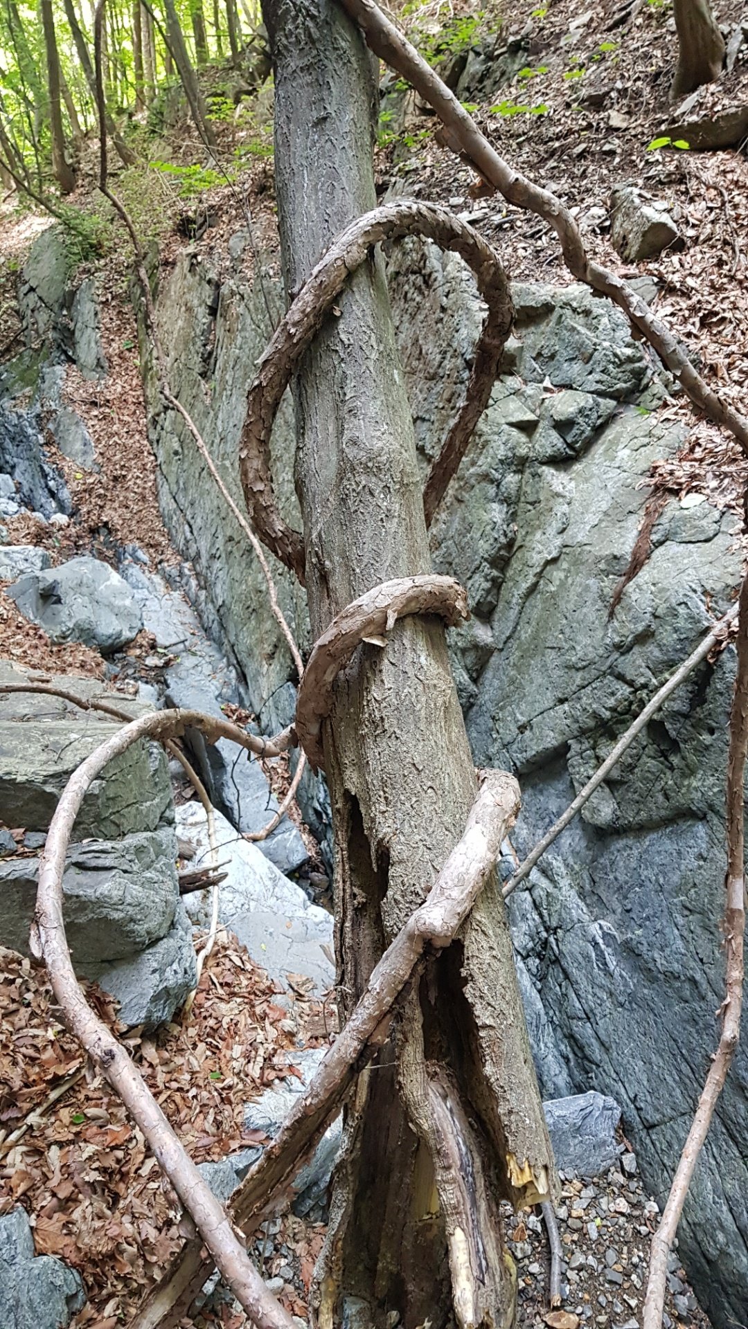 울산 고헌산
