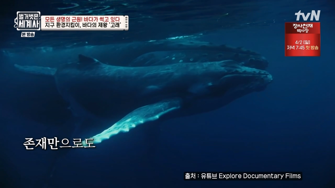 벌거벗은 세계사.E90.230315p-NEXT.mp4_20230419_212556.834.jpg