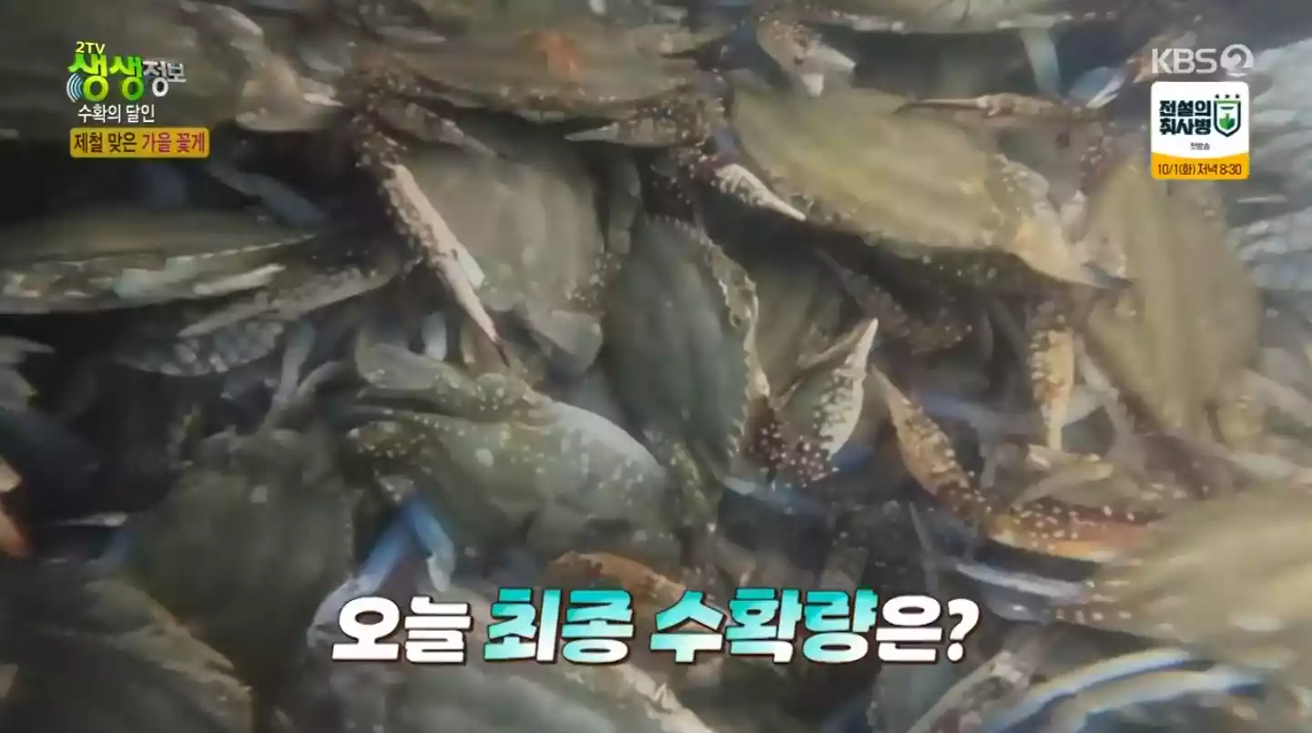 수 꽃게