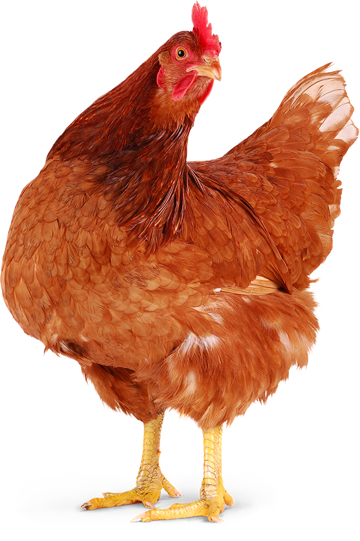 선녀와나무꾼 이미지
