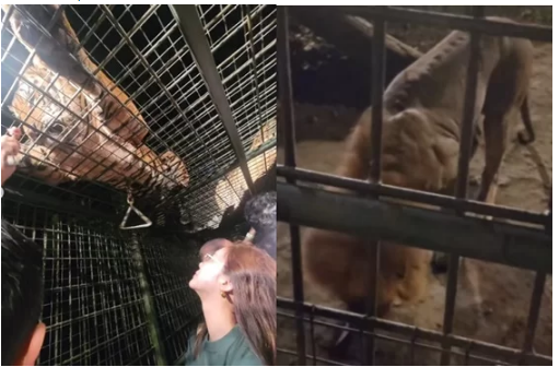  황정음 '영양실조 사자' 전시 '동물학대 수준' 비난 폭주