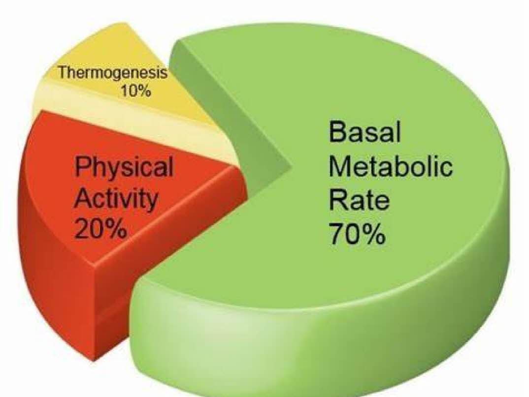 기초대사량(Basal Metabolic Rate)