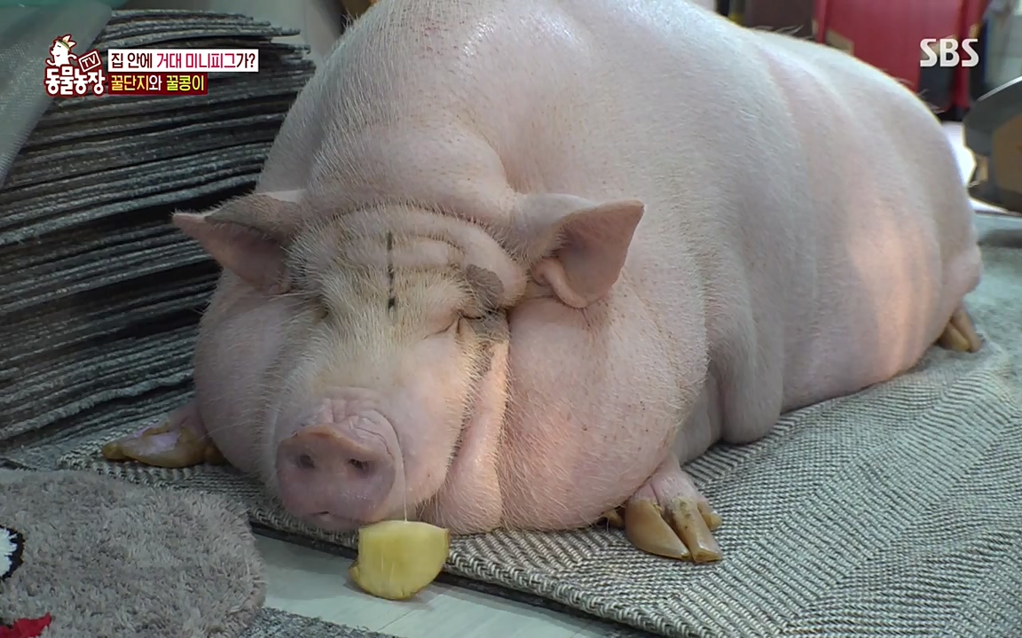 TV 동물농장.E1080.220732p-NEXT.mp4_20220731_174231.868.jpg