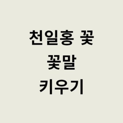 천일홍 꽃 꽃말 키우기 총정리