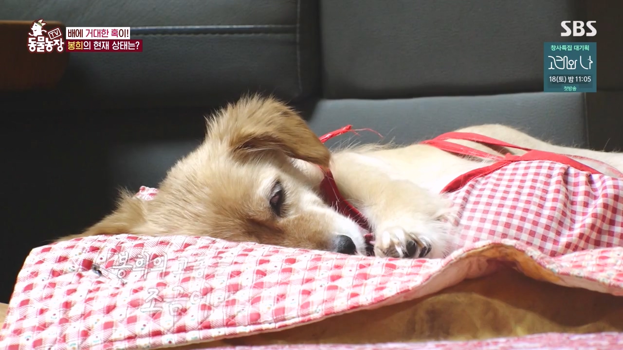 TV 동물농장.E1145.231113p-NEXT.mp4_20231112_173445.859.jpg