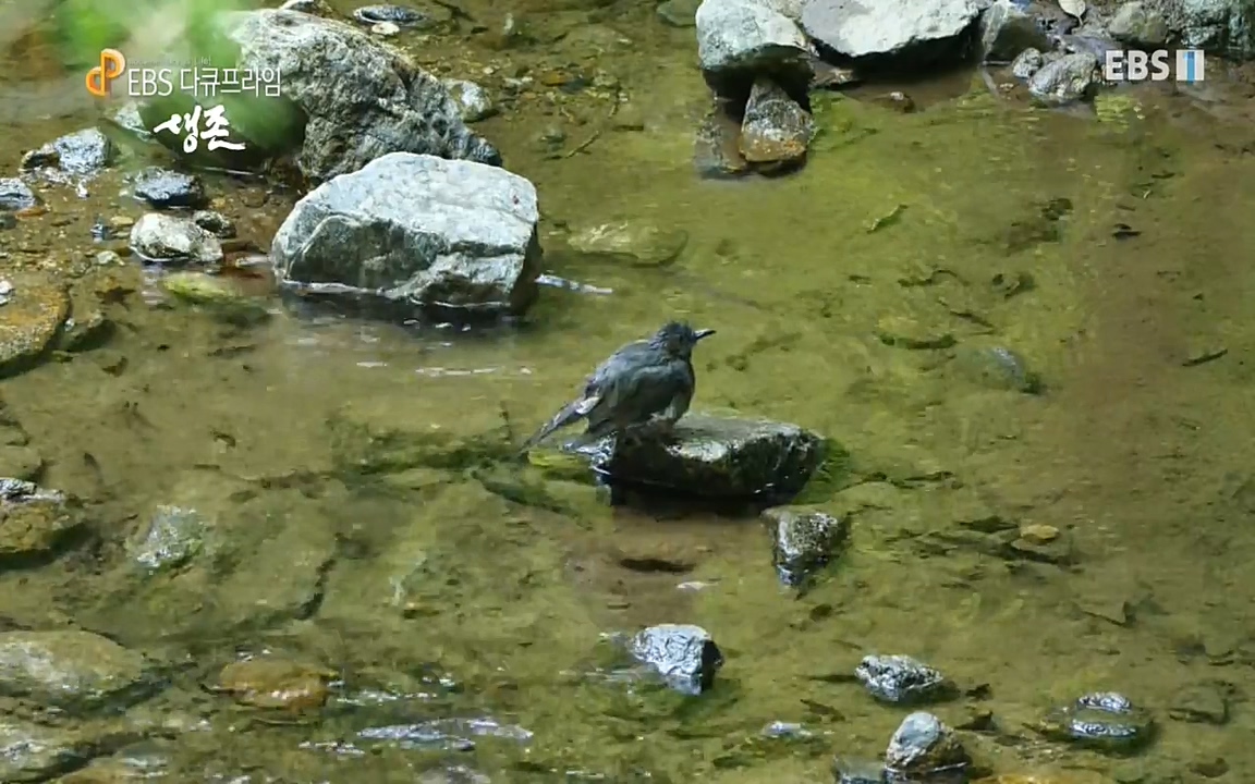 생존 3부_ EBS 다큐프라임_ 220629.avi_20220701_210051.046.jpg