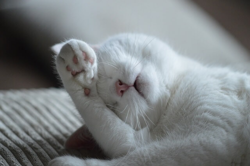 하얀-고양이