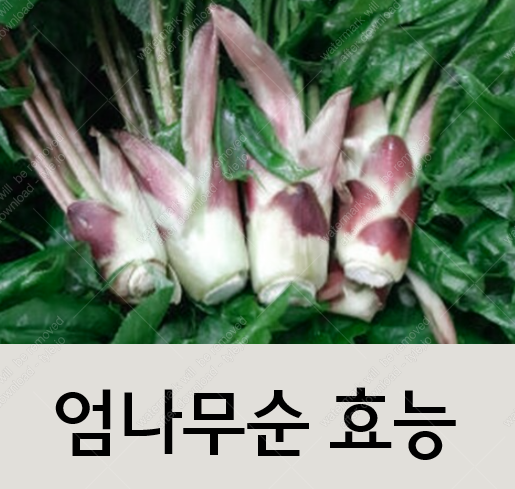  "엄나무순효능: 자연 속의 건강과 아름다움을 찾아서"