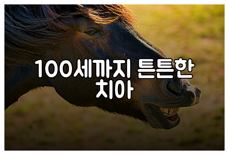 100세까지 튼튼한 치아